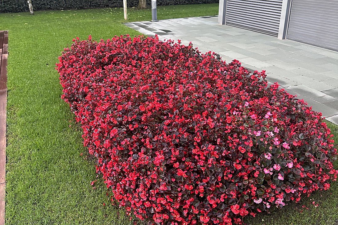 Macizo de begonia de hoja bronce. Plantadas juntas cierran el hueco y forman una alfombra continua.