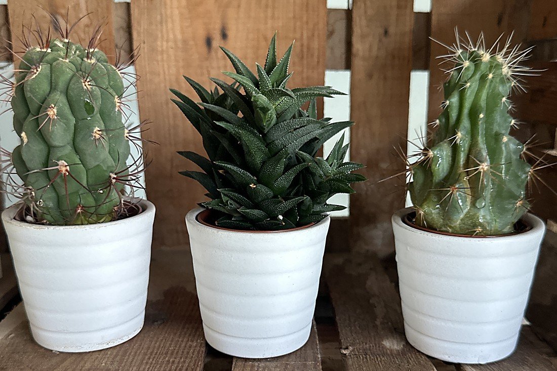 Dos cactus y, en medio, una haworthia: parecen lo mismo pero no piden la misma luz.