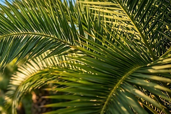 Las hojas secas se quitan desde abajo y solo en meses fríos: cada corte en verano atrae al picudo.